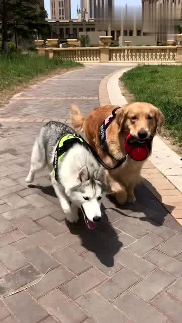 狗狗最新爆料视频大全集,萌宠瞬间，笑料横生