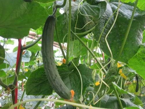 新黄瓜最新爆料视频